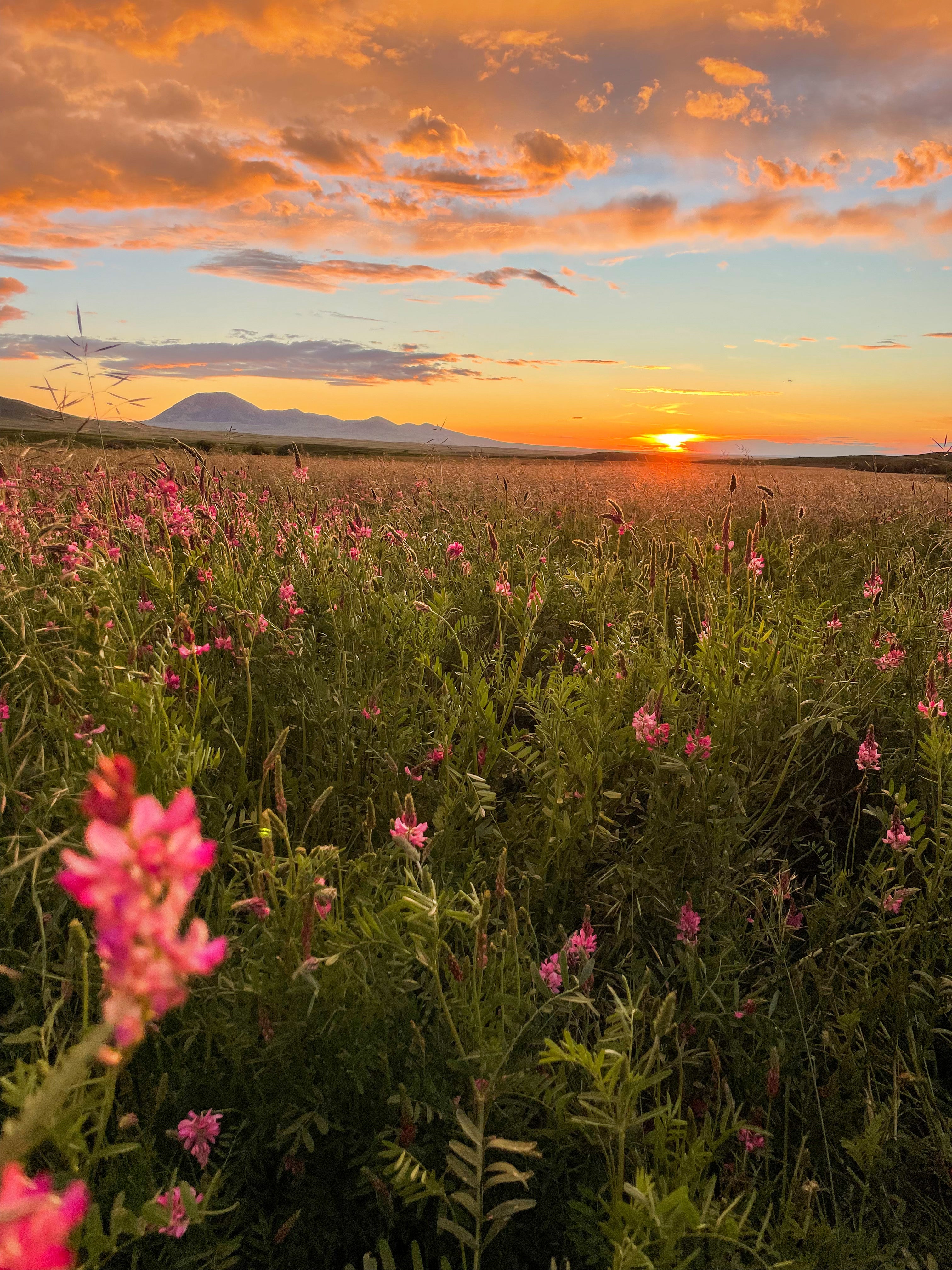 Montana Mountains and Prairie 