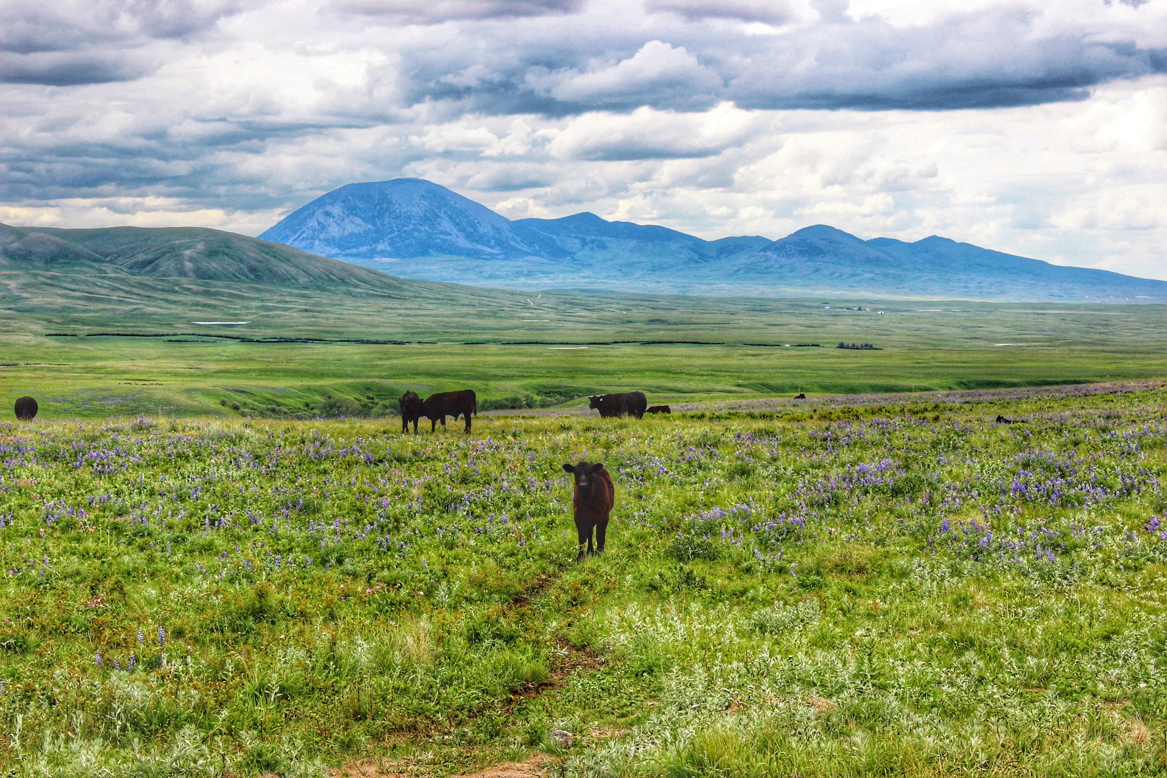 Beyond The Fencelines Ranch